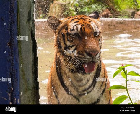 Tiger from the Philippines .